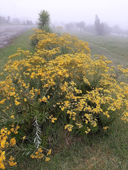 Senecio pterophorus ii â something over tea