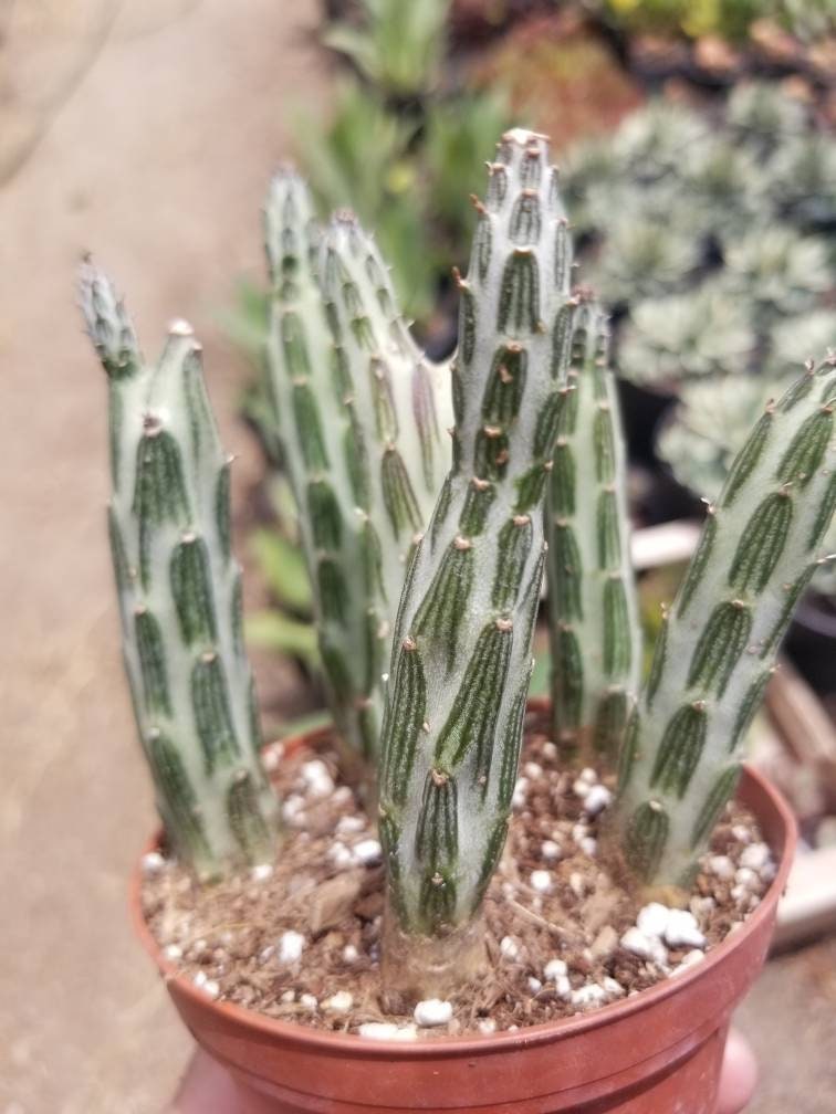 Senecio stapeliformis pot â beaultiful desert plants