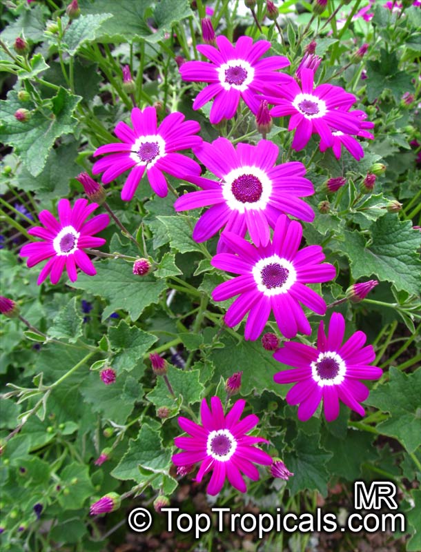 Pericallis x hybrida senecio cruentus senecio x hybrida florists cineraria