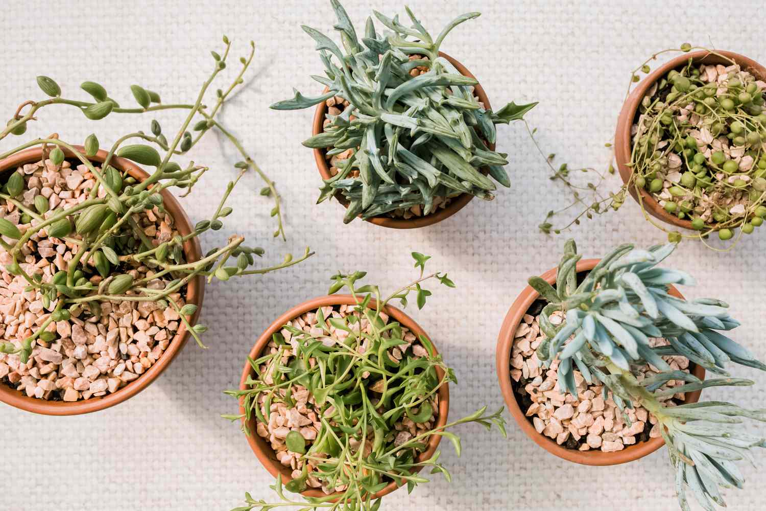 How to grow and care for succulent senecio plants