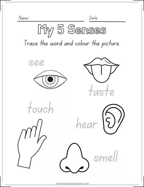 Best senses coloring pages free easy print senses preschool five senses preschool senses