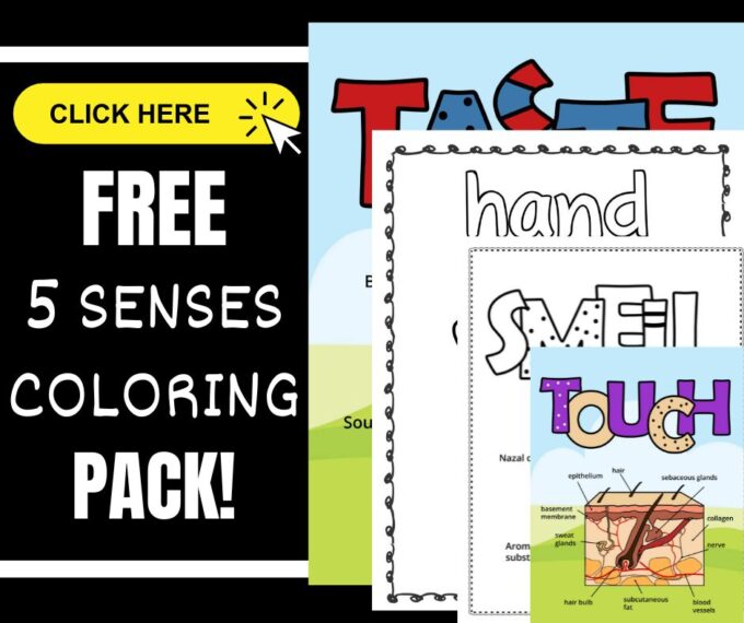 Senses coloring pages