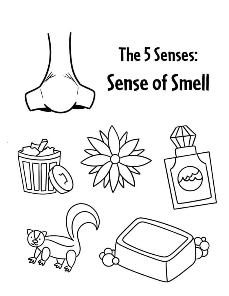 The senses worksheets for preschool â the hollydog blog