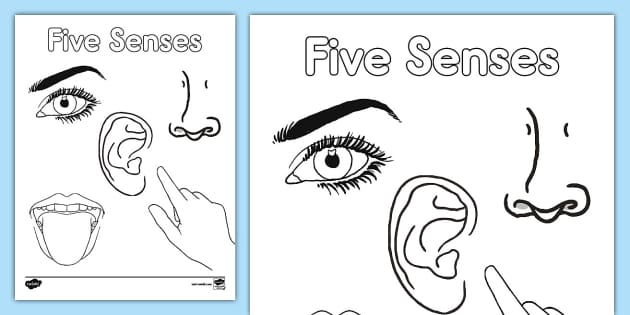 Five senses loring sheet teacher made