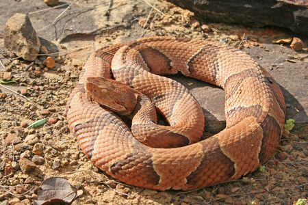 Copperhead snake imãgen y fotos