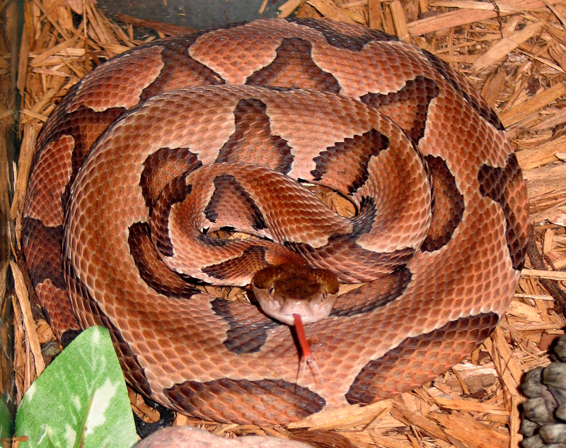 Eastern copperhead