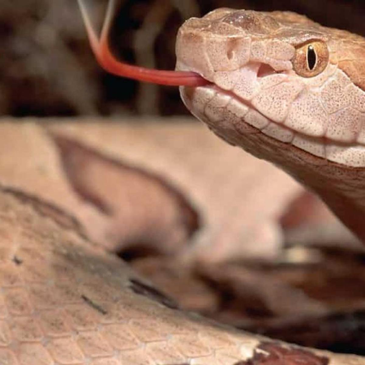 Reto en facebook viral actualidad podrãs hallar la serpiente cabeza de cobre en menos de segundos en esta imagen imagen viral desafão visual twitter estados