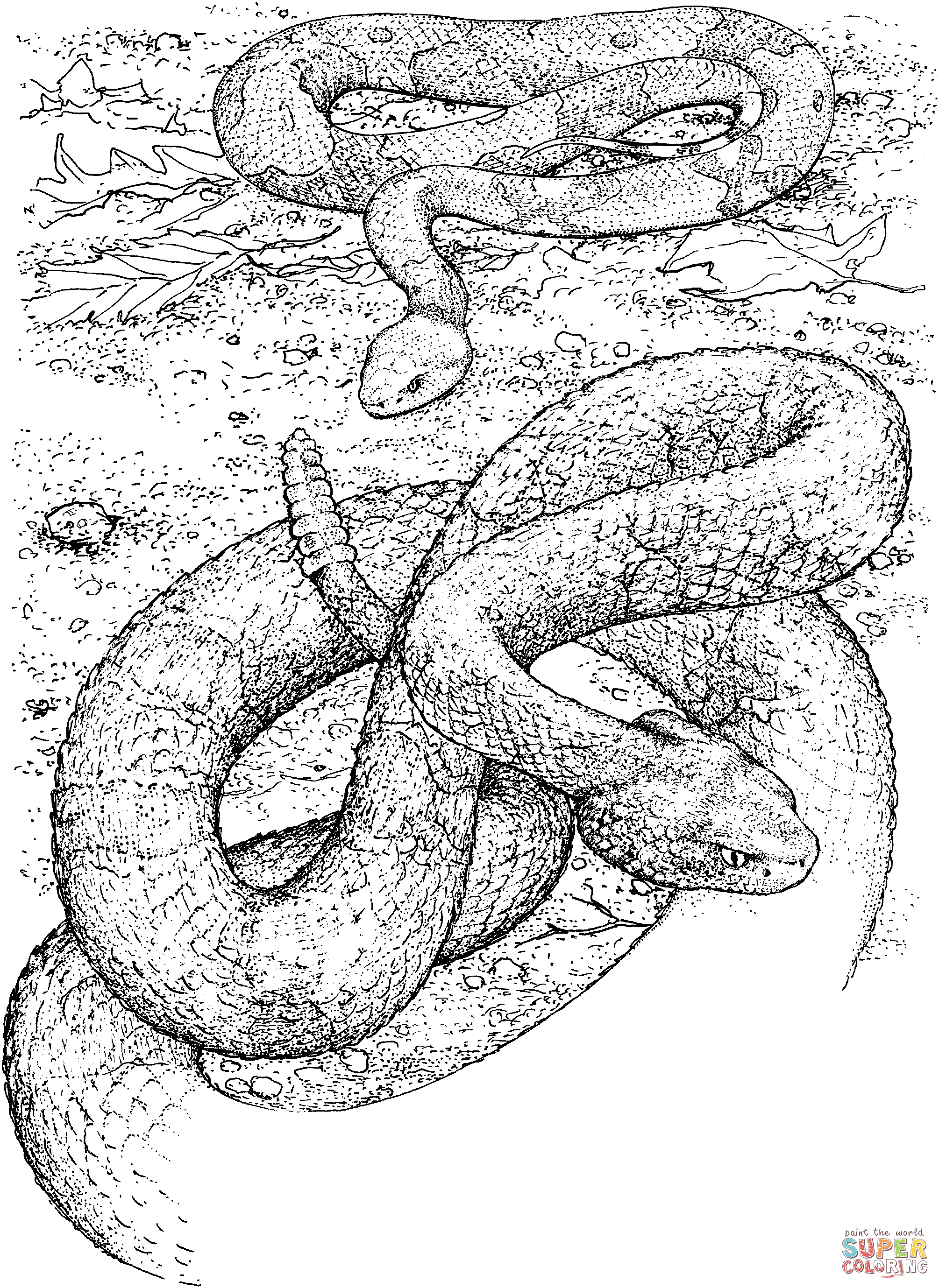 Northern copperhead snake and timber rattlesnake coloring page free printable coloring pages