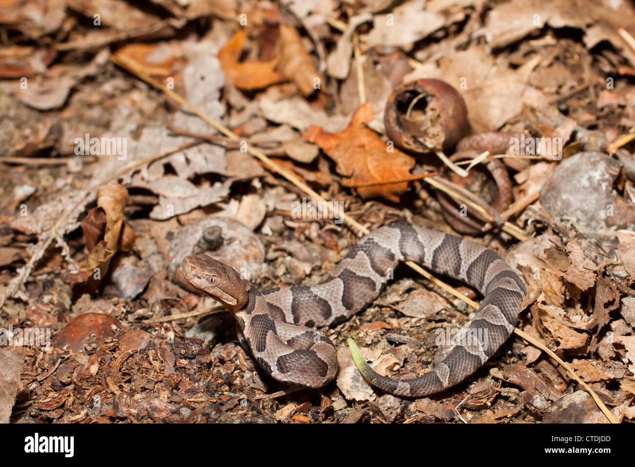 Neonato serpiente cabeza de cobre copperhead norte