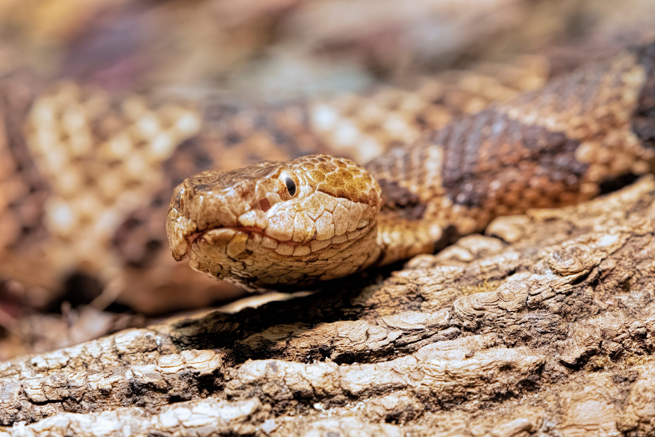 Temporada de serpiente cabeza de cobre en carolina del norte quã debes saber