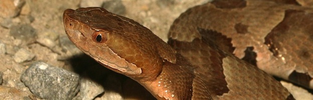 American copperhead