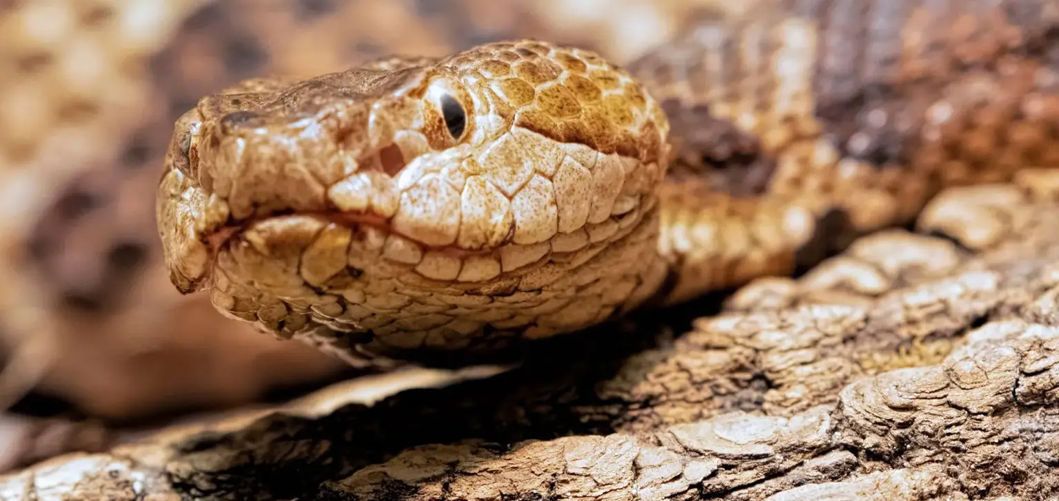 Serpiente de cabeza de cobre conoce su apariencia y caracterãsticas