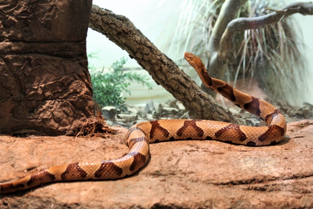 Serpiente cabeza de cobre stock de foto gratis