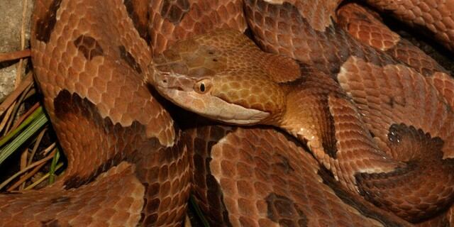 Facebook reto viral en un minuto podrãs encontrar a la serpiente cabeza de cobre en la imagen copperhead viral de facebook face fb redes sociales