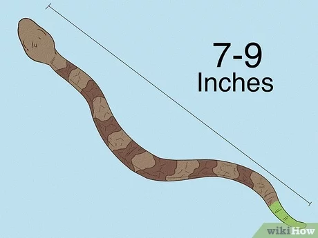 How to identify a baby copperhead snake with pictures