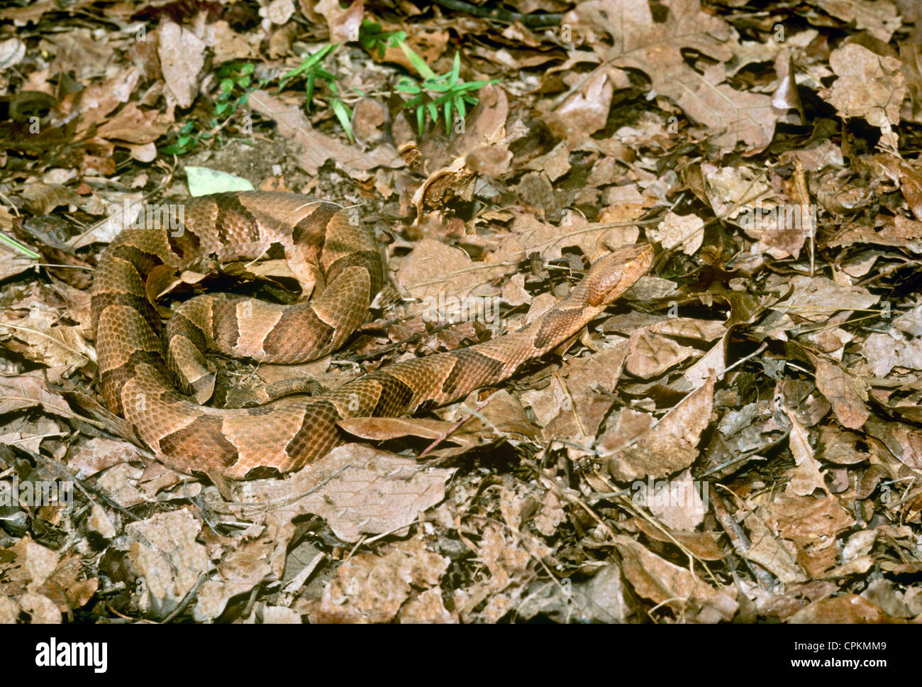 La serpiente cabeza de cobre copperhead agkistrodon contortrix en otoão las hojas un gran ejemplo de camuflaje fotografãa de stock