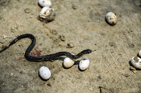 Imãgenes fotos de stock objetos en d y vectores sobre black snake eggs