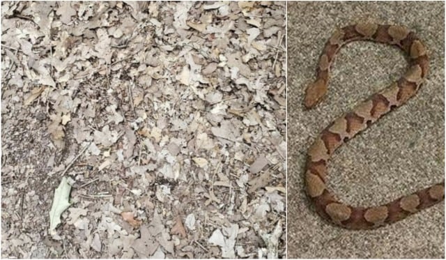 Facebook reto viral en un minuto podrãs encontrar a la serpiente cabeza de cobre en la imagen copperhead viral de facebook face fb redes sociales