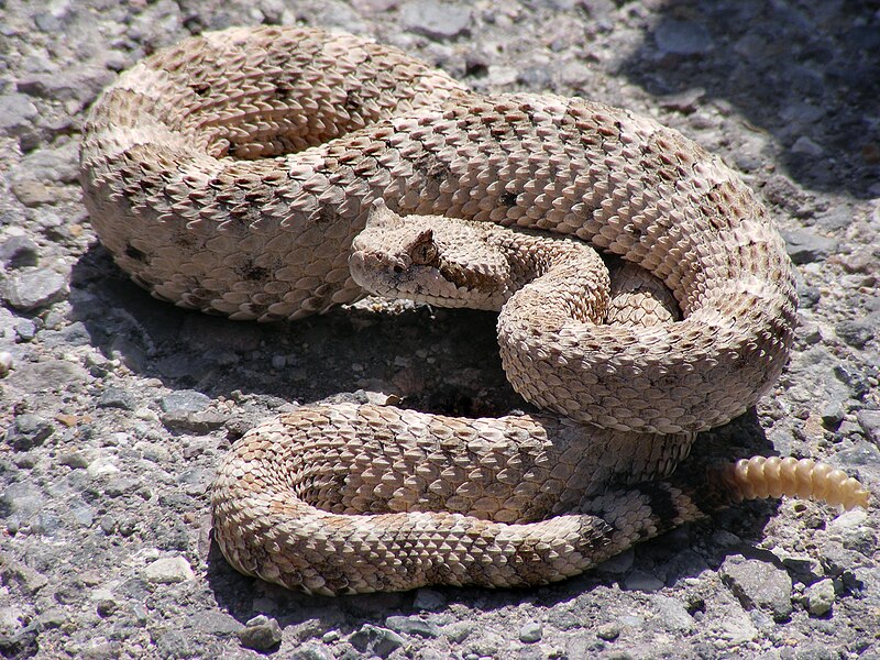 Mordedura de culiebra