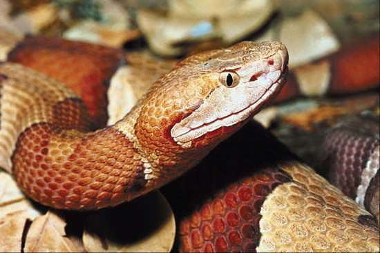 Copperhead