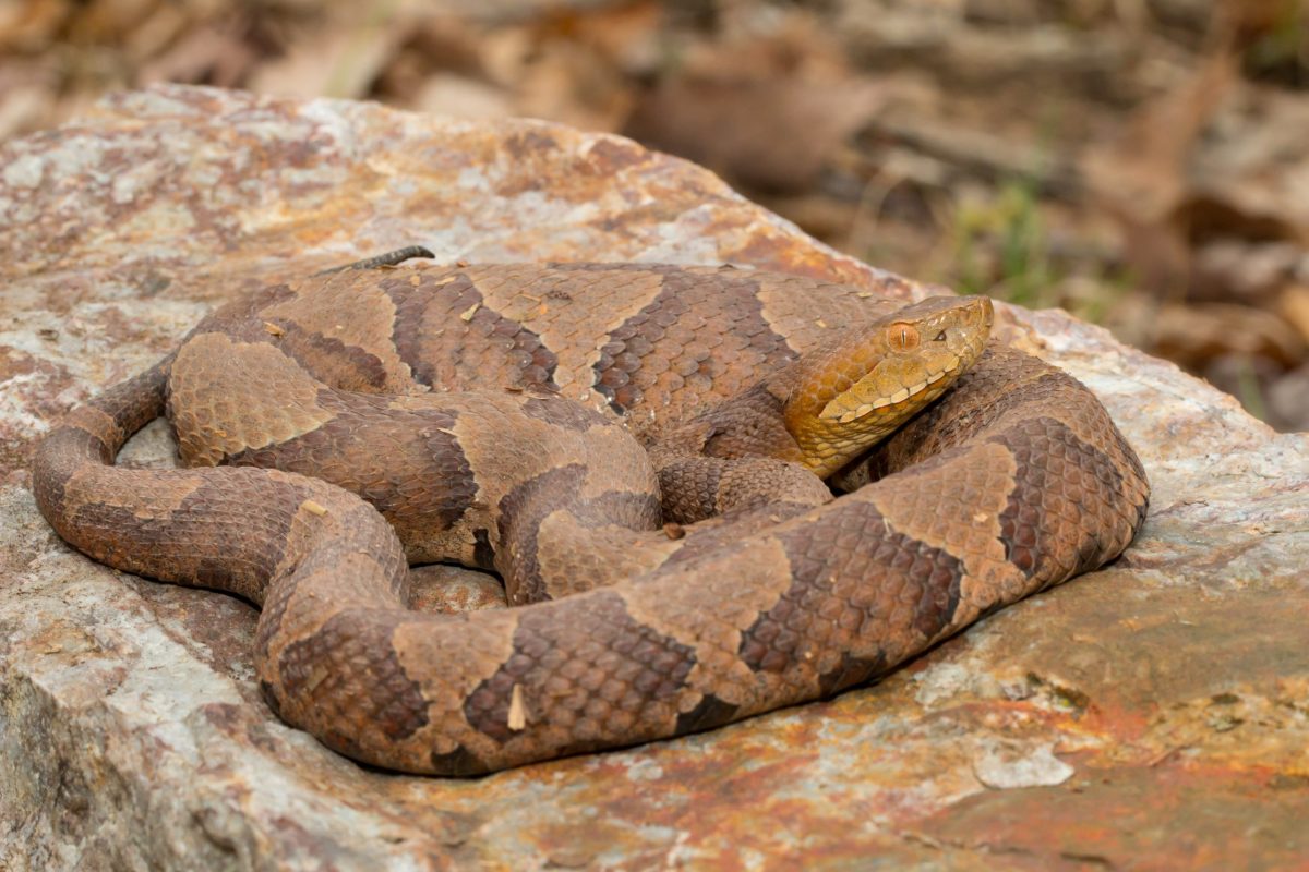 Serpiente cabeza de cobre la mãs venenosa de carolina del norte quã hacer si la ve