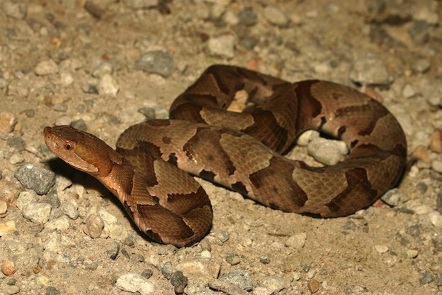 American copperhead