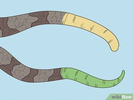 How to identify a baby copperhead snake with pictures