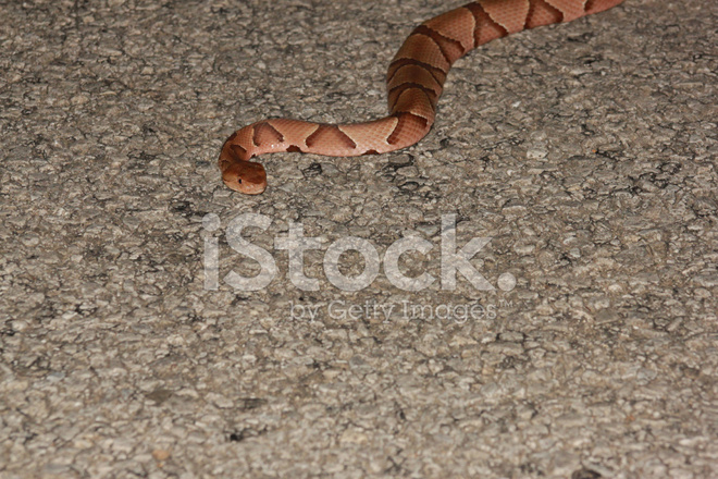 Foto de stock serpiente cabeza de cobre libre de derechos