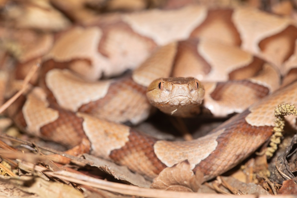 Nião de aãos fue mordido por serpiente cabeza de cobre en texas