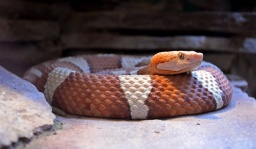 Serpiente cabeza de cobre stock de foto gratis