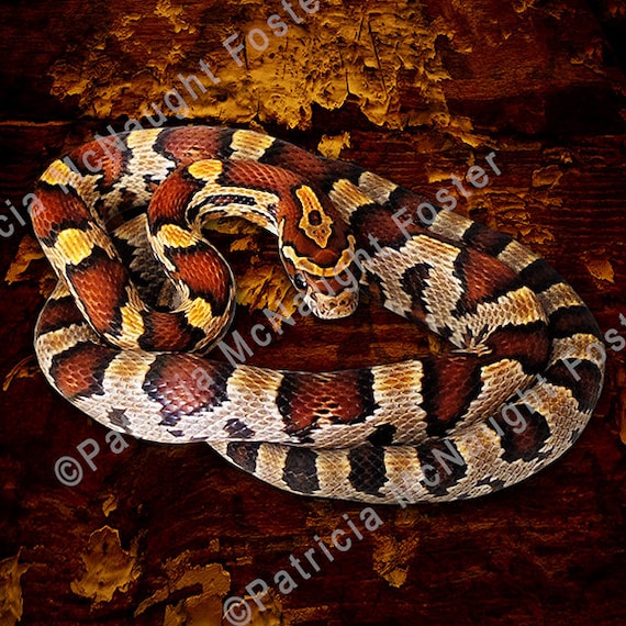 Serpiente de maãz bebã x stock image downlaod