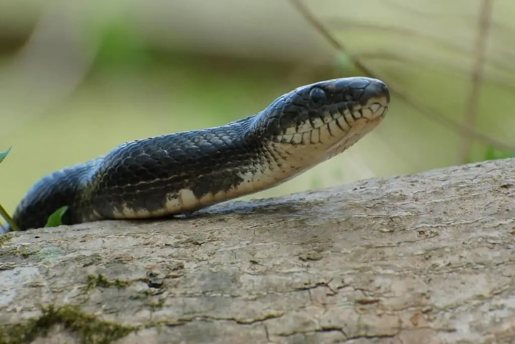 Western rat snake