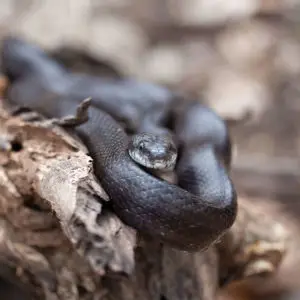 Western rat snake