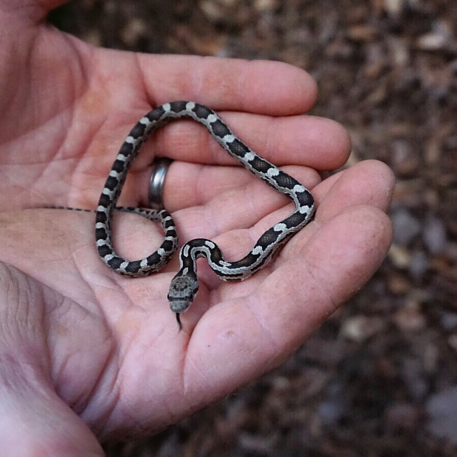 Photos of gray ratsnake pantherophis spiloides