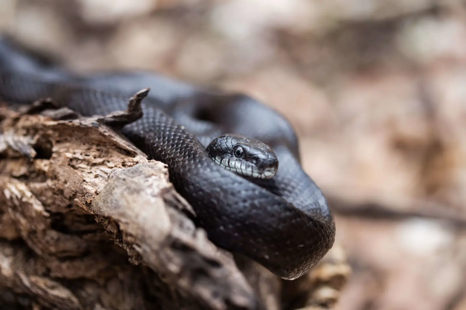 Western rat snake