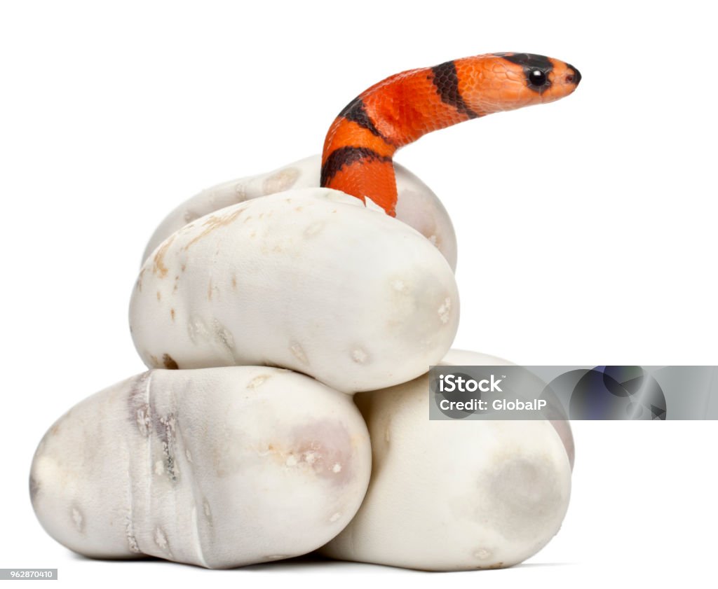 Hypomelanistic serpiente de leche o milksnake lampropeltis triangulum hondurensis hypomelanistic es el color foto de stock y mãs banco de imãgenes de huevo