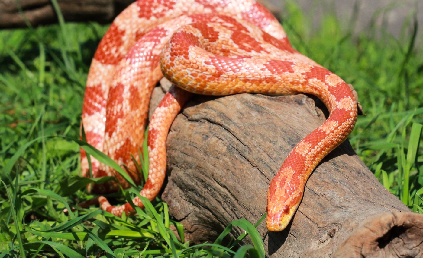 Pantherophis guttatus y antiguas subespecies serpiente del maãz â zoolo exãticos