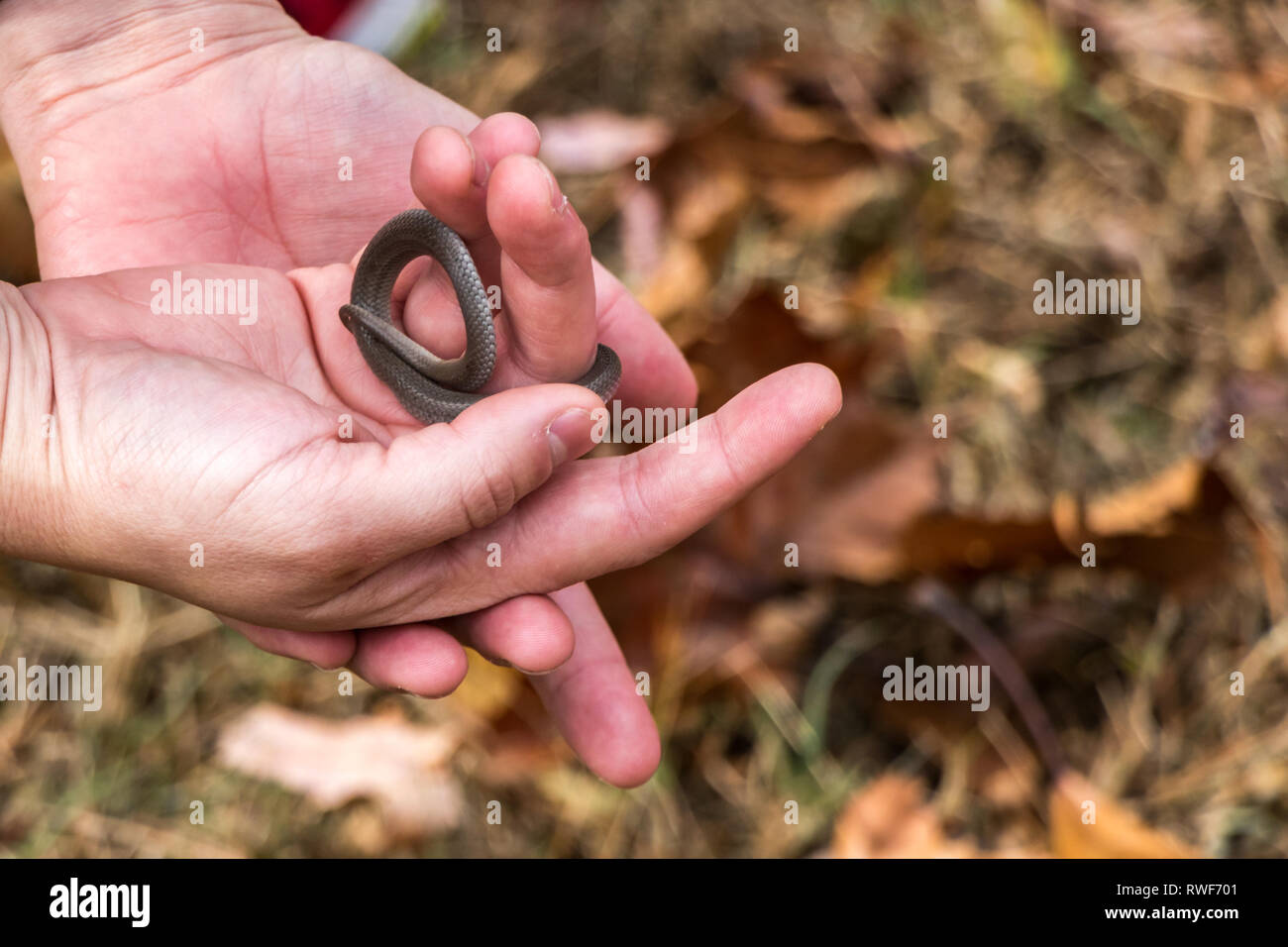 Bebe serpiente fotografãas e imãgen de alta roluciãn