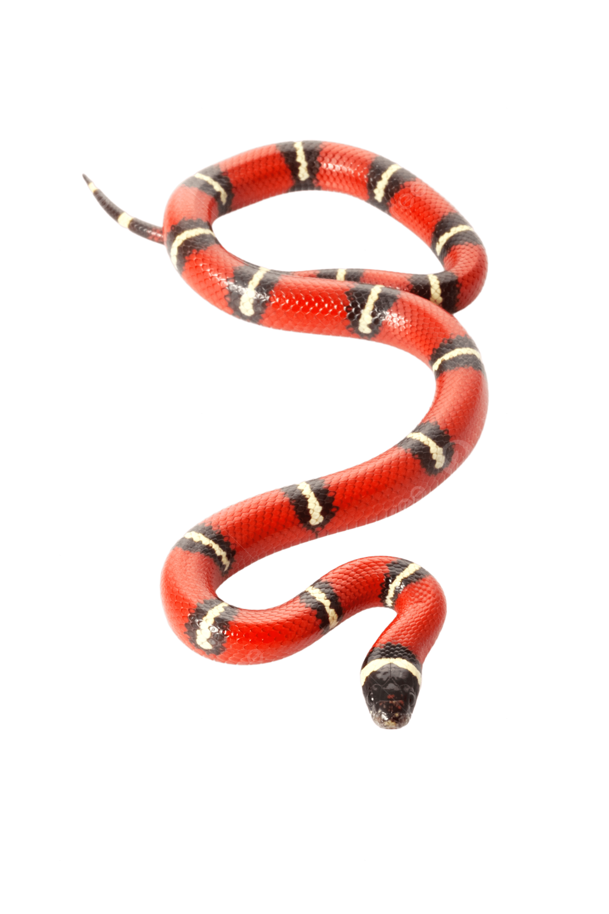 Serpiente de leche nelson animal png arrastrãndose constrictor agriãn png imagen para dcarga gratuita