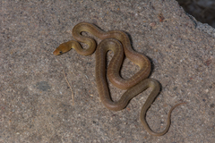 Guãa de serpientes de baja california