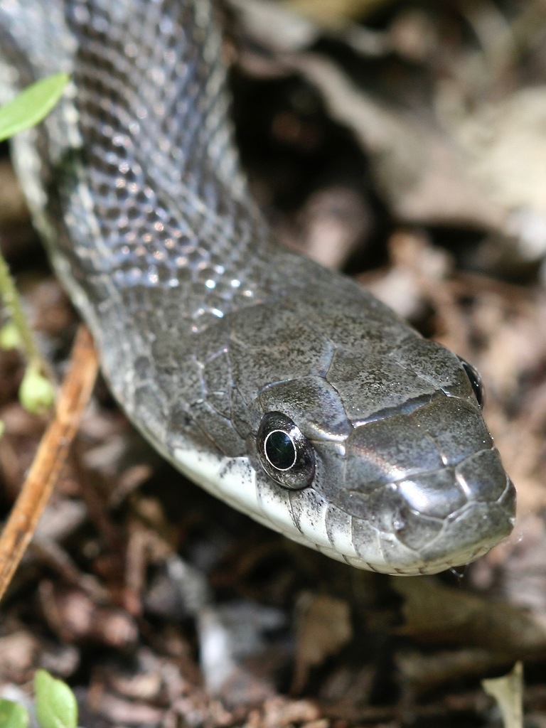 Photos of gray ratsnake pantherophis spiloides