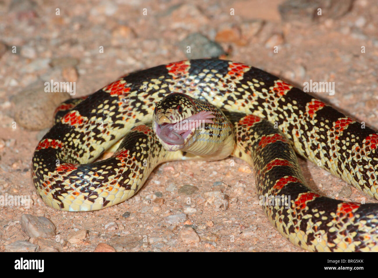 Serpiente rata bebã fotografãas e imãgen de alta roluciãn