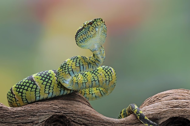 Fotos de serpiente bebe fotos de stock gratuitas de gran calidad