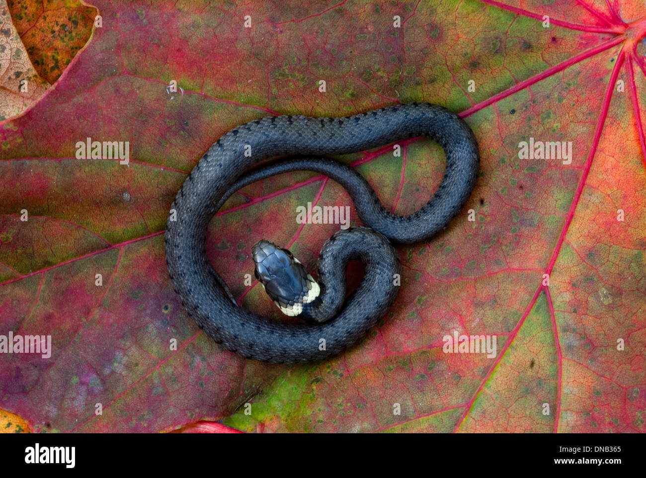 Bebe serpiente fotografãas e imãgen de alta roluciãn