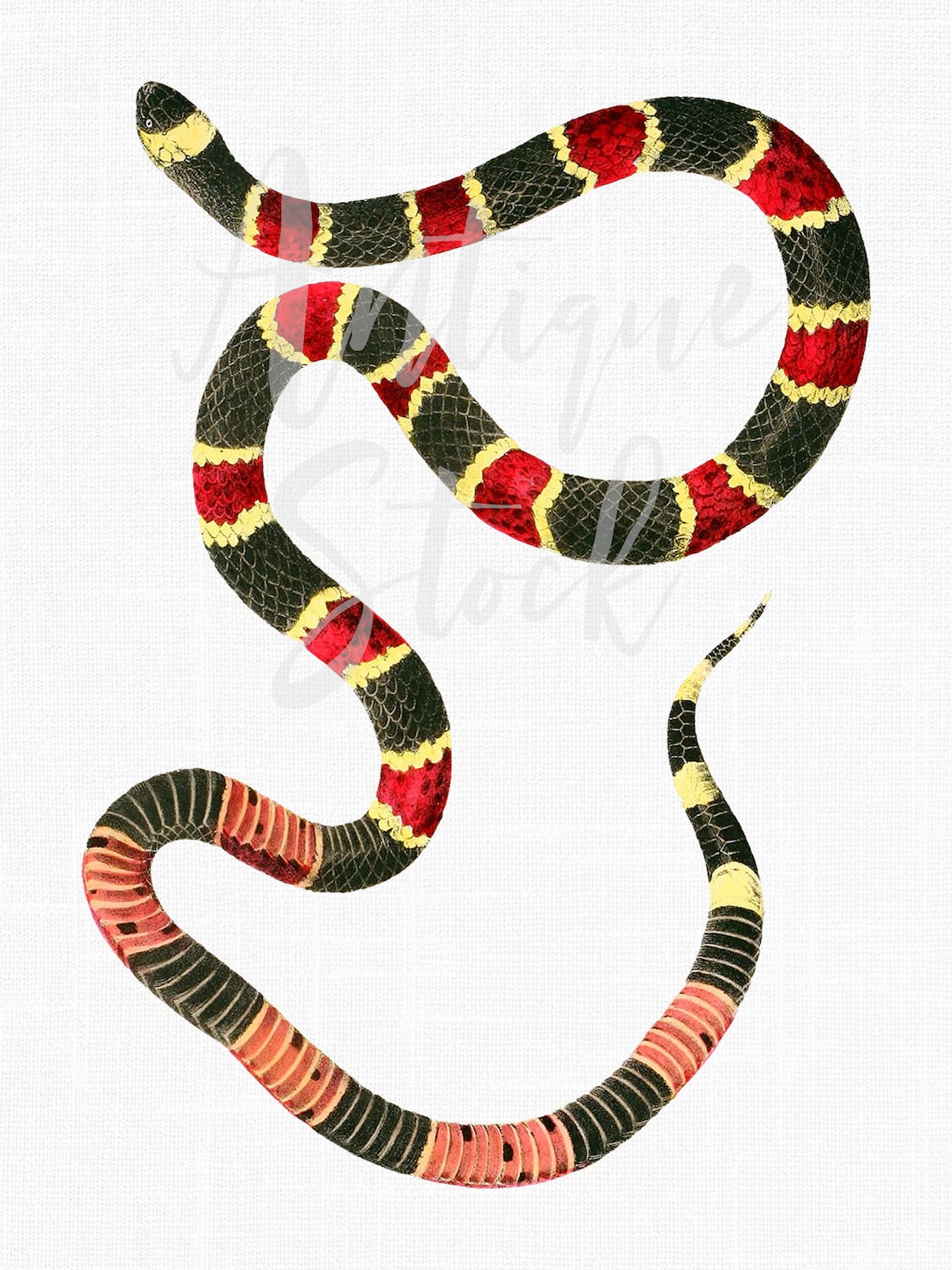 Serpiente clip art coral orientalimagen png