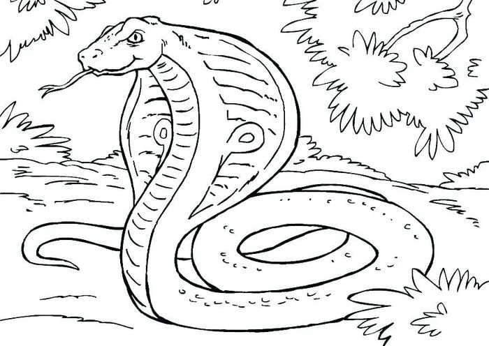 Adult coloring pages snake snake coloring pages animal coloring pages horse coloring pages