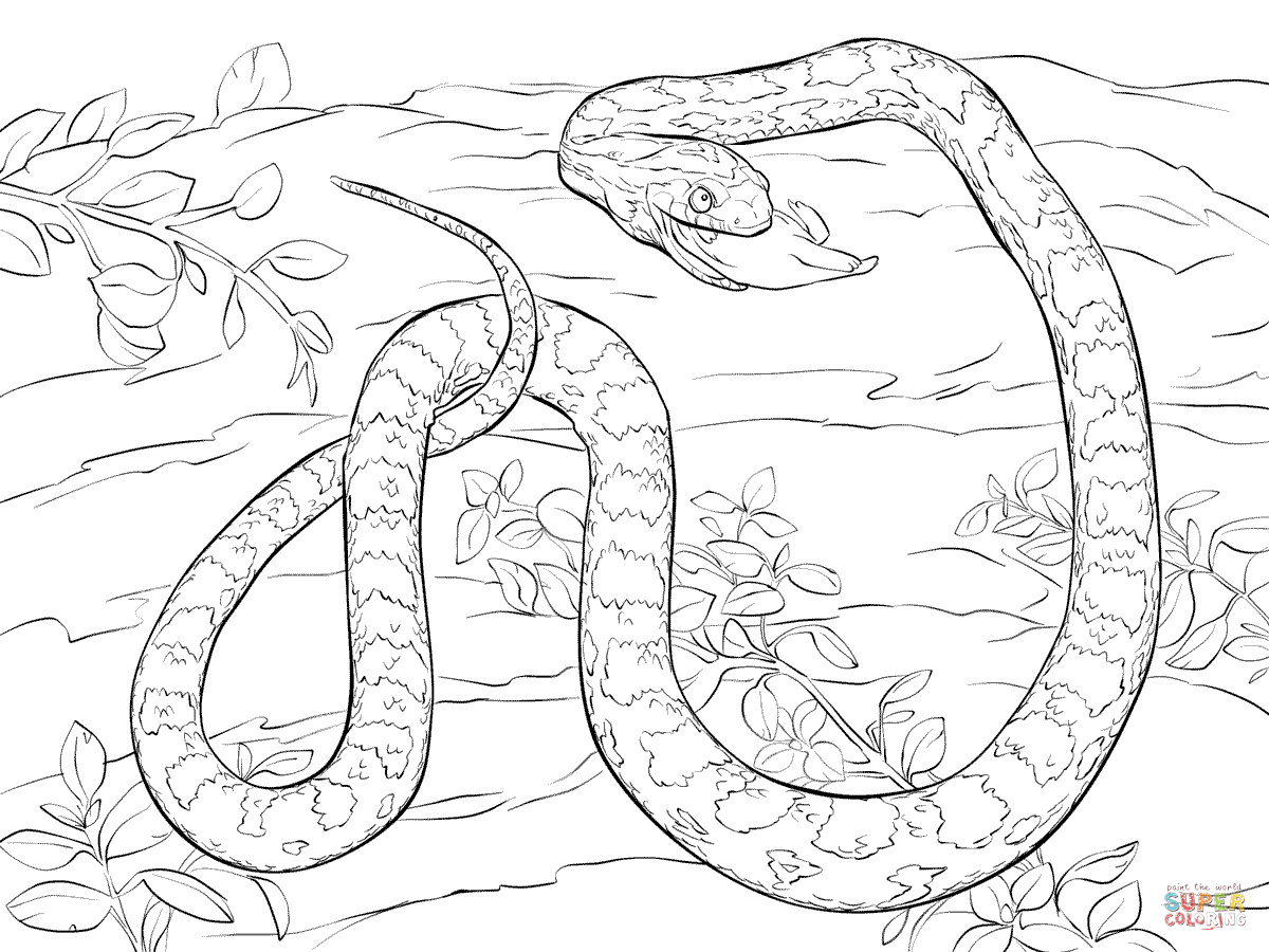 Corn snake devouring dead mouse coloring page free printable coloring pages