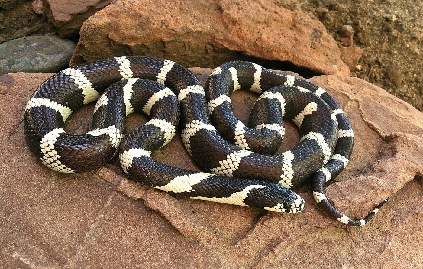 Lampropeltis getula serpiente rey ãºn â zoolo exãticos