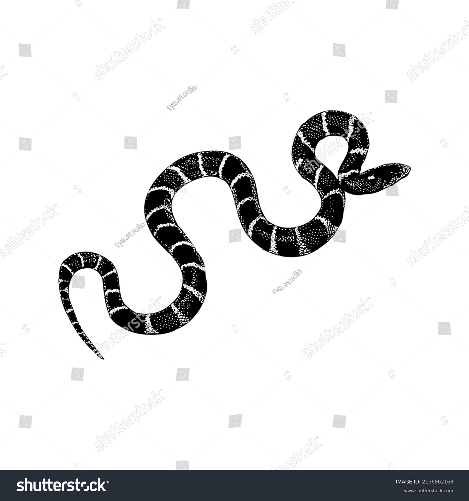 Hundred california kingsnake royalty