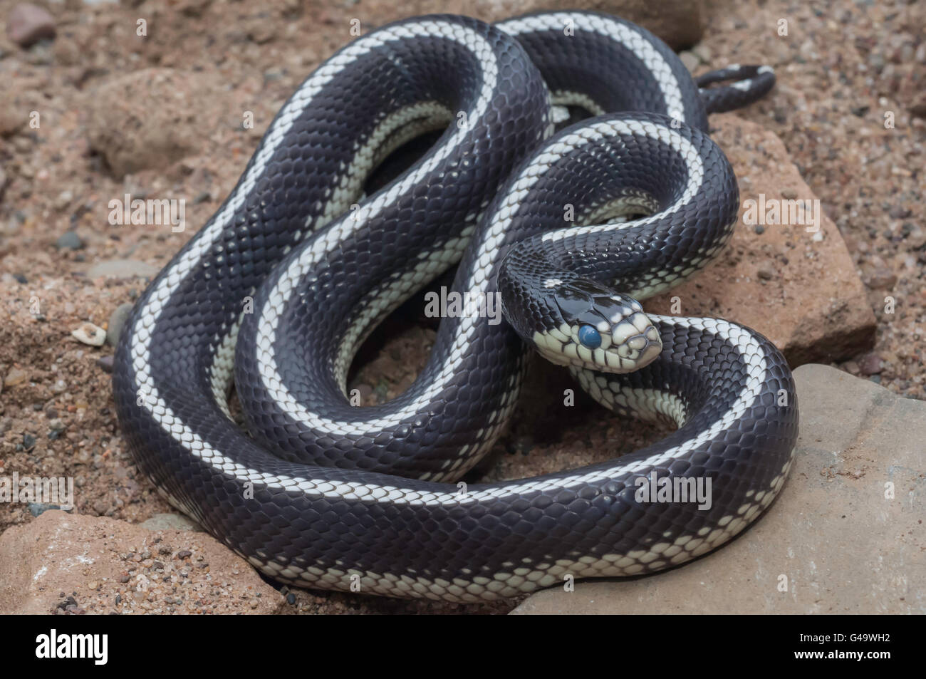 California king snake desert phase lampropeltis getula californiae native to western united states and northern mexico stock photo